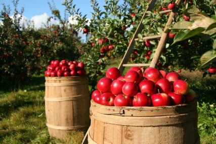 (VIDEO) Imaju određen rok trajanja: Trik kako da jabuke ostanu svježe mjesecima
