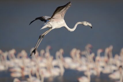 (FOTO) BAJKOVITI PRIZORI Hiljade flamingosa na jezerima nadomak Ankare