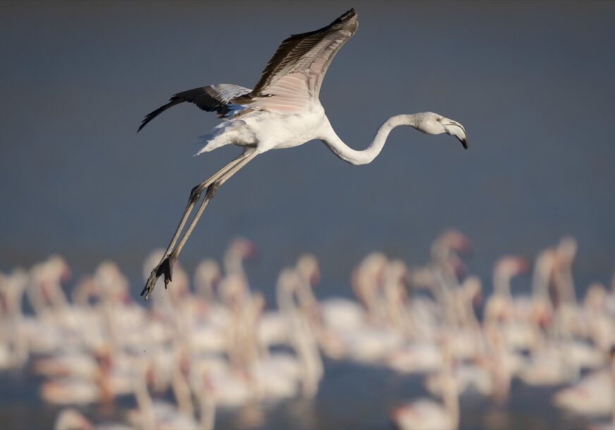 (FOTO) BAJKOVITI PRIZORI Hiljade flamingosa na jezerima nadomak Ankare