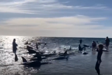 (VIDEO) U toku akcija spasavanja: Na plaži u Australiji nasukalo se 140 kitova, 26 već uginulo