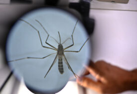 INVAZIJA KOMARACA Malarija i denga se šire u Evropi zbog globalnog otopljenja
