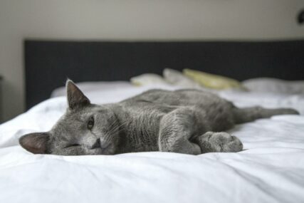 DOKAZANE PREDNOSTI 4 razloga zašto je dobro da mačka spava sa vama u krevetu