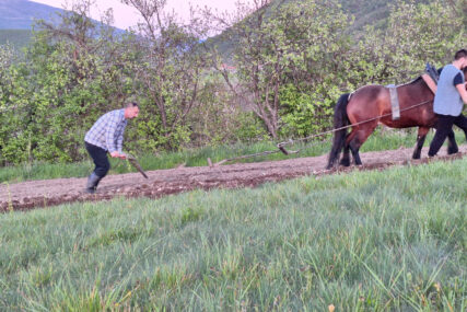 Njivu obrađuje uz pomoć pluga i konja, ručno kosi: Milan (33) se nakon studija u Beogradu VRATIO U RODNU KRAJINU i sve radi da sačuva tradiciju predaka