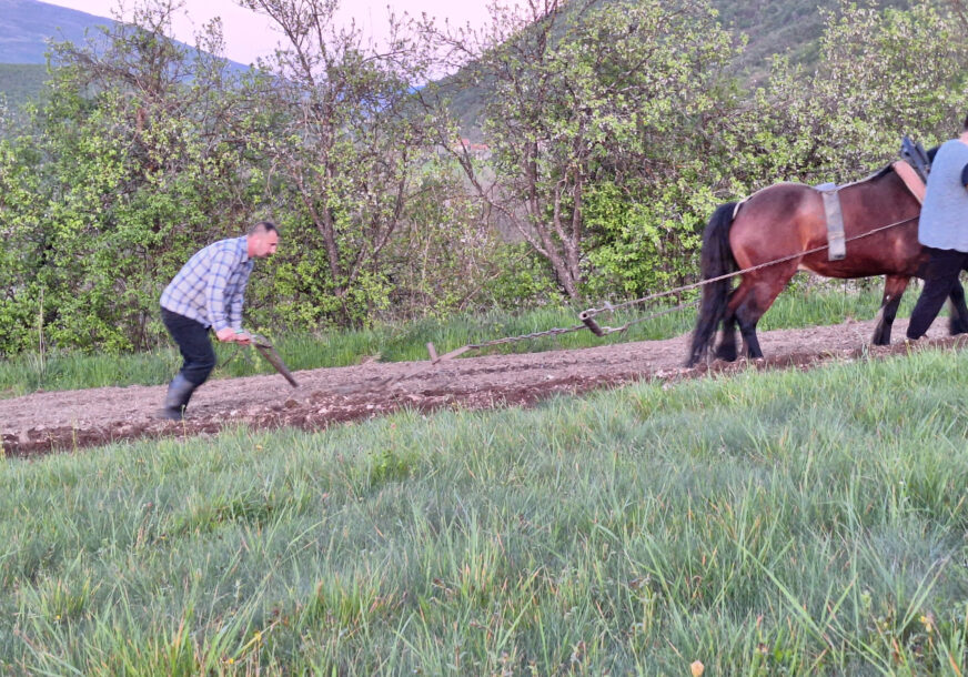 Njivu obrađuje uz pomoć pluga i konja, ručno kosi: Milan (33) se nakon studija u Beogradu VRATIO U RODNU KRAJINU i sve radi da sačuva tradiciju predaka
