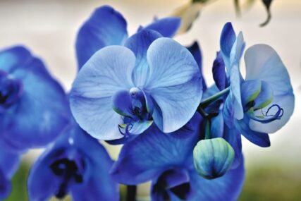 plava orhideja