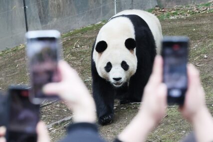 (VIDEO) Tan Tan doživjela 28 godina: Najstarija džinovska panda uginula prije planiranog povratka u Kinu