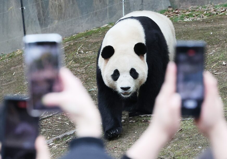 Ljudi slikaju pandu