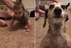 (VIDEO) "Ja sam tvoja omiljena beba, zar ne?!" Ljubomorni pas hit na društvenim mrežama