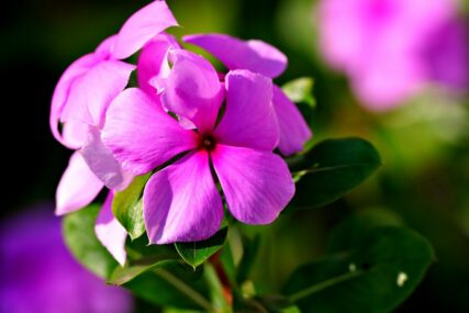 KRALJICA BALKONA Cvijeće Vinka uspijeva i na terasi i u bašti, a evo kako da ga njegujete