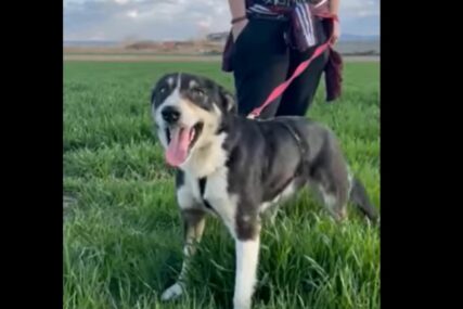 (VIDEO, FOTO) "Niko ne zna kako je stigla do ovog mjesta" Francuskinja izgubila psa u Grčkoj, pronašla ga godinu dana kasnije na granici BiH i Srbije