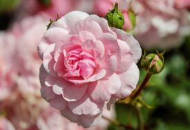 Trik iskusnih baštovana: Sačuvajte ruže od buba i insekata uz pomoć VODE I MLIJEKA