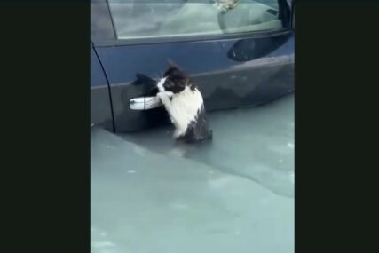 (VIDEO) DIRLJIV SNIMAK Preplašena mačka pokušavala da se izvuče iz poplave u Dubaiju