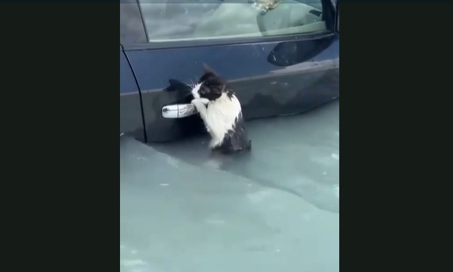 Mačka se drži za vrata automobila u Dubaiju