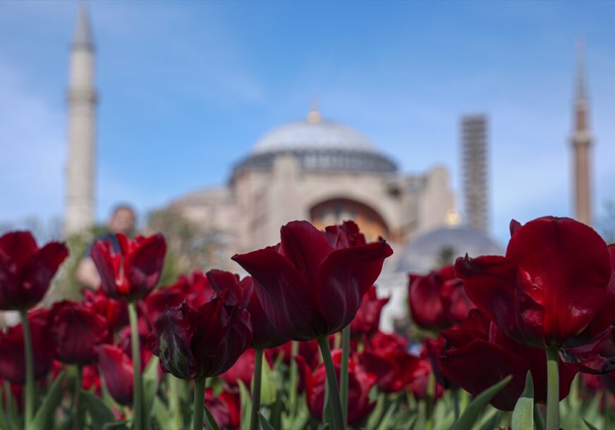 (FOTO) PLIJENE PAŽNJU POSJETILACA Sezona tulipana pretvorila Istanbul u šareni ćilim