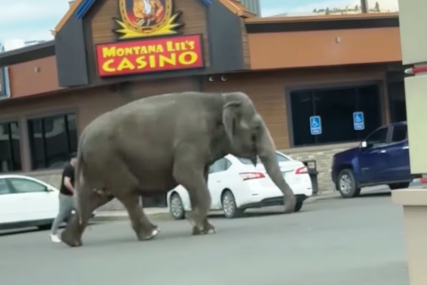 Slon ispred kazina
