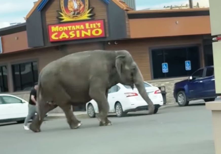 Slon ispred kazina