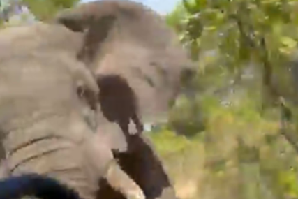 Slon napao kamion sa turistima