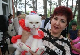 (FOTO) ČUPAVI LJUBIMCI MAMILI POGLEDE U turskom gradu Tokatu održan izbor za najljepšu mačku