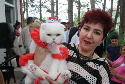 (FOTO) ČUPAVI LJUBIMCI MAMILI POGLEDE U turskom gradu Tokatu održan izbor za najljepšu mačku