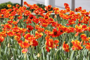 tulipani cvijeće vrijeme