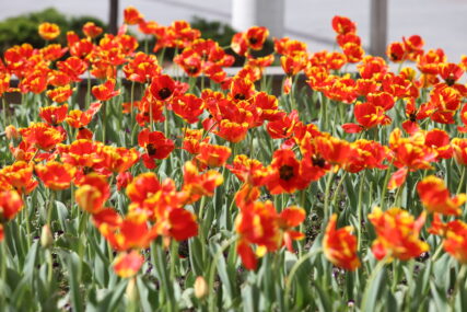 tulipani cvijeće vrijeme