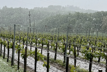 pao snijeg na vinograd