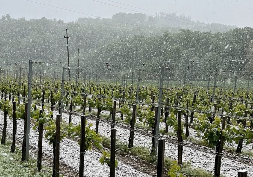 pao snijeg na vinograd