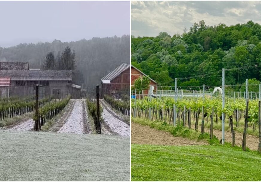 kombo lijepog vrmena i snijega u vinogradu
