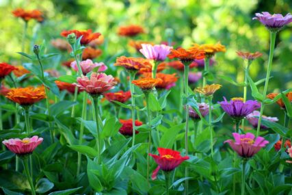 TAJNA SAVRŠENE BAŠTE U JUNU Koje biljke najljepše cvjetaju i kako da ih najbolje gajite