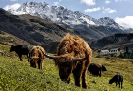 U BiH postoji samo jedna farma škotskih goveda: Ne trebaju štalu, ni pastira, jedu samo travu i sijeno i DAJU VRHUNSKO MESO