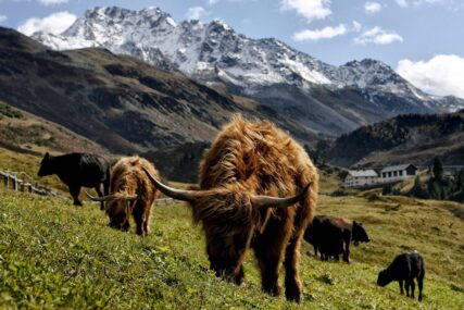 U BiH postoji samo jedna farma škotskih goveda: Ne trebaju štalu, ni pastira, jedu samo travu i sijeno i DAJU VRHUNSKO MESO