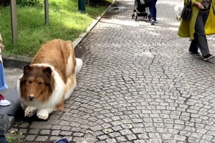 (VIDEO) Sada MAŠTA O PANDI ili medvjedu: Japanac koji je potrošio 14.000 evra da "postane" pas ponovo šokira