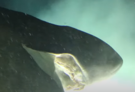(VIDEO) ZVIJER IZ PRAISTORIJE Na dnu mora snimljena morska neman starija od dinosaurusa
