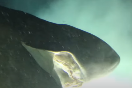 (VIDEO) ZVIJER IZ PRAISTORIJE Na dnu mora snimljena morska neman starija od dinosaurusa