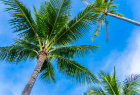Kokosova palma