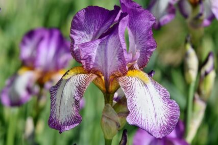 Iris, cvijet