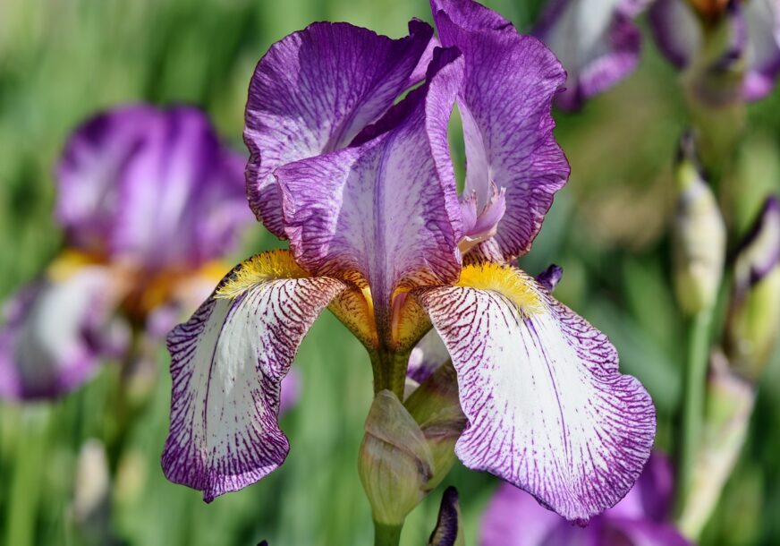 Iris, cvijet
