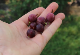 Nije zahtjevna za uzgoj: Za ovu voćku koja ima BROJNE BENEFITE rijetko ko je čuo, a donosi  nevjerovatnu zaradu