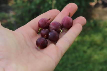 Nije zahtjevna za uzgoj: Za ovu voćku koja ima BROJNE BENEFITE rijetko ko je čuo, a donosi  nevjerovatnu zaradu