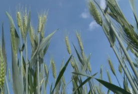 (VIDEO) Najzastupljenija je pšenica: U Srpskoj raste zainteresovanost za proizvodnju ULJARICA