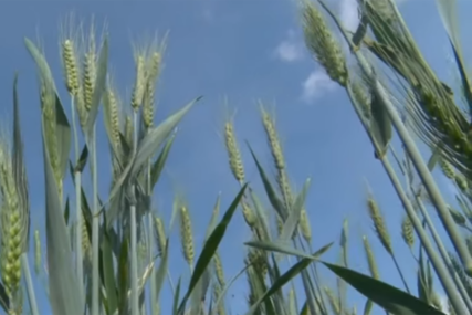 (VIDEO) Najzastupljenija je pšenica: U Srpskoj raste zainteresovanost za proizvodnju ULJARICA