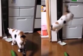 (VIDEO) ŠTA IM SE DEŠAVA Mačke skaču u vis, ruše sve pred sobom kada ugledaju krastavac, a ovo je razlog