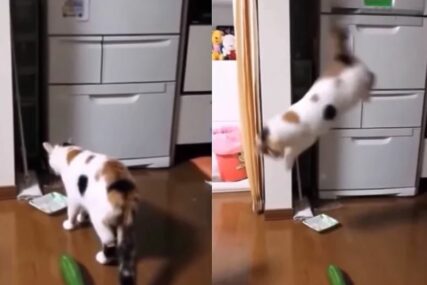 (VIDEO) ŠTA IM SE DEŠAVA Mačke skaču u vis, ruše sve pred sobom kada ugledaju krastavac, a ovo je razlog