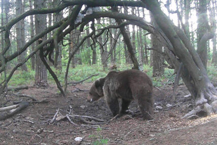 "Bilo je ludo" Medvjed upao u kuću i napao dječaka, udario ga u glavu