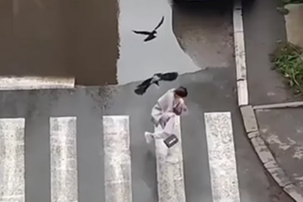 (VIDEO, FOTO) Vrane napale djevojku: Ona BJEŽALA PA PALA, stručnjaci otkrili šta treba raditi u takvim situacijama