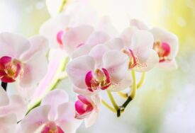 Zdrave tokom cijele godine: Orhideju zalivajte vodom u koju ste dodali ovo povrće i cvjetaće bez prestanka
