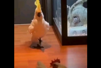 (VIDEO) SAVRŠEN "DEJT" Papagaj oduševljen dolaskom kokoške u njegov dom