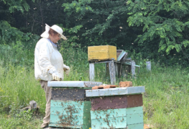 (FOTO) Zadovoljni u pčelinjaku Vasilić: U podmajevičkom kraju prinos bagremovog meda do 15 kilograma po košnici