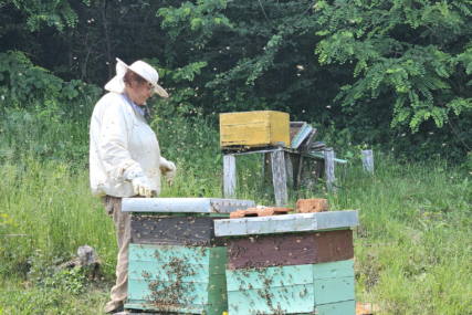 (FOTO) Zadovoljni u pčelinjaku Vasilić: U podmajevičkom kraju prinos bagremovog meda do 15 kilograma po košnici