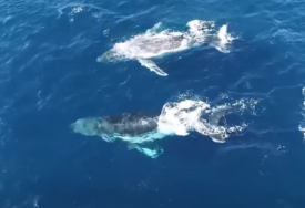 (VIDEO) NAJVEĆA ŽIVOTINJA NA PLANETI Naučnici proveli 15 godina slušajući plave kitove
